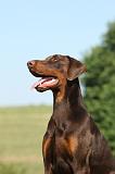 DOBERMANN 1095